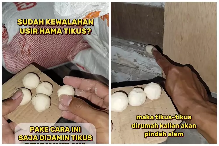 trik ampuh mengusir tikus pakai adonan © Facebook trik ampuh mengusir tikus pakai adonan © Facebook