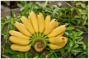 7 Jenis pisang rendah kalori, serba enak dan kaya nutrisi