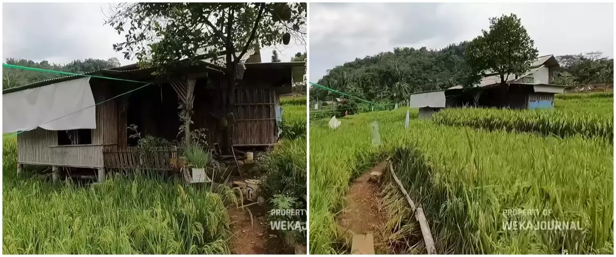 Mewah bukan segalanya, 9 potret rumah bambu tengah sawah ini biar sederhana tapi idaman untuk masa tua