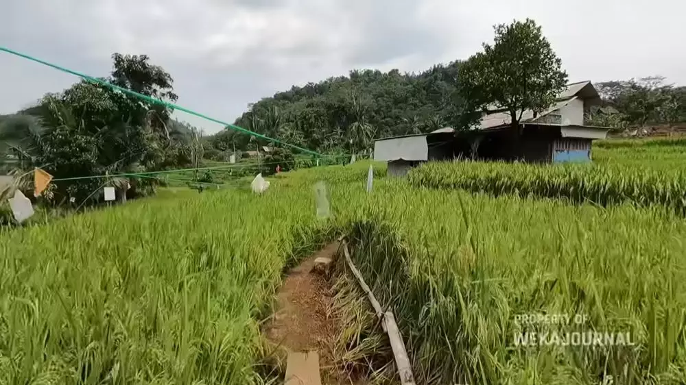 rumah bambu tengah sawah sederhana nyaman © 2024 YouTube