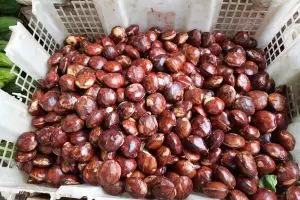 Rahasia dapur nenek: 5 Bahan ampuh hilangkan bau jengkol dan resep manjakan lidah keluarga