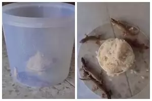 Cara simpel membuat perangkap cicak pakai 1 bahan dapur, reptil tak akan balik lagi