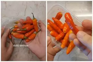 Trik mudah menyimpan cabai agar tak busuk hingga lebih dari 2 minggu