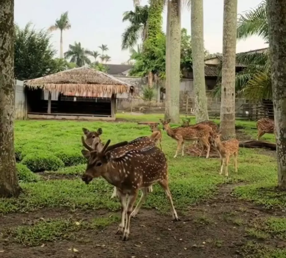 Raline Shah punya rumah mewah di Medan  © Instagram