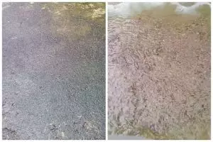 Bermodal 2 bahan sederhana, ini cara bersihkan lumut tebal di lantai semen supaya nggak bikin licin