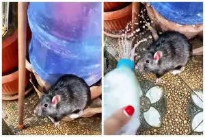 Tanpa khawatir bangkai, ini cara efektif mengusir tikus dari rumah cuma disiram pakai 3 bahan alami