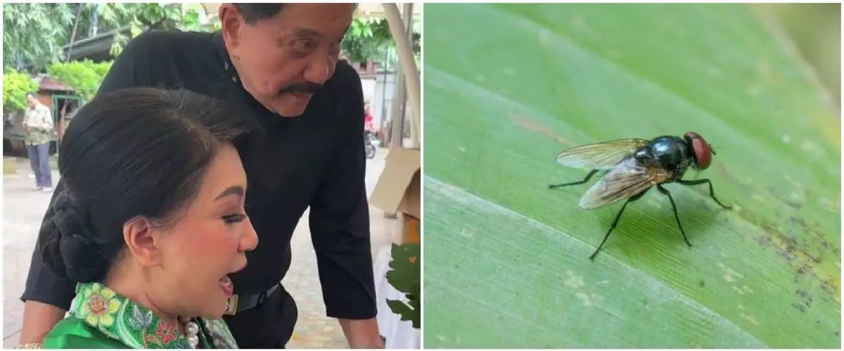 Trik ayah Hetty istri Andika Perkasa usir lalat pakai 1 bahan dapur, ampuh tak datang lagi ke meja