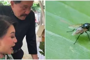 Trik ayah Hetty istri Andika Perkasa usir lalat pakai 1 bahan dapur, ampuh tak datang lagi ke meja