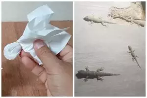 Cara mengusir cicak pakai 1 bumbu dapur tanpa perlu bikin perangkap atau cairan khusus