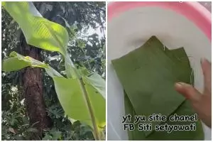 Dijemur makan waktu, ini trik cepat melenturkan daun pisang dan hijau segar pakai 1 bahan dapur