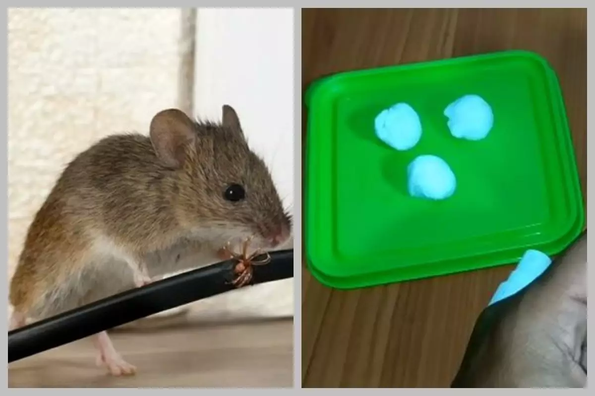 Cara mudah mengusir tikus dari rumah tanpa perangkap, pakai 1 bahan dapur modal Rp2.000-an