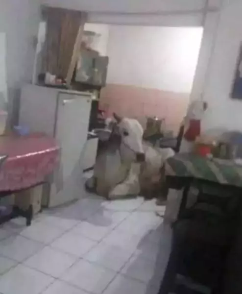 potret kocak desain dapur warga Berbagai sumber