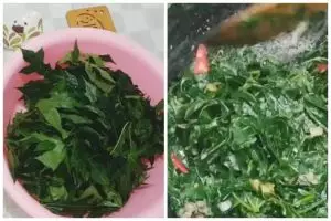 Cara mengolah daun pepaya jepang agar aman dikonsumsi, bebas dari racun pakai 1 bumbu dapur