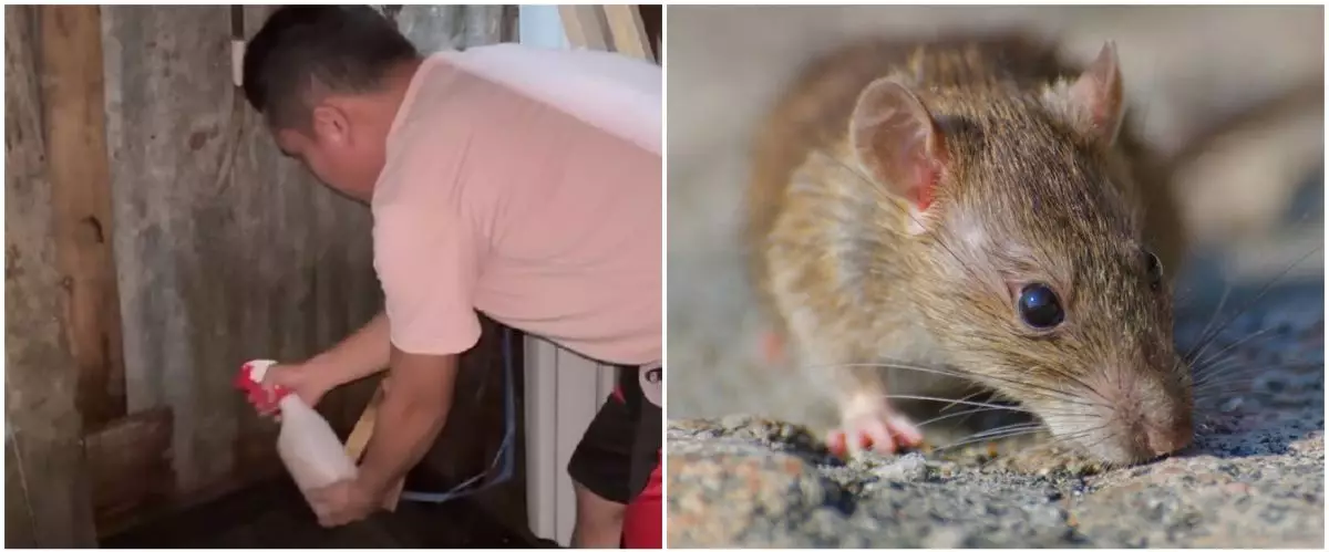 Trik mudah biar tikus minggat dari rumah tanpa pakai racun, cukup tambah satu bahan dapur