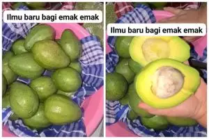 Bukan ditusuk lidi atau ditutup tisu, ini cara mematangkan alpukat agar tak busuk dalam 3 hari