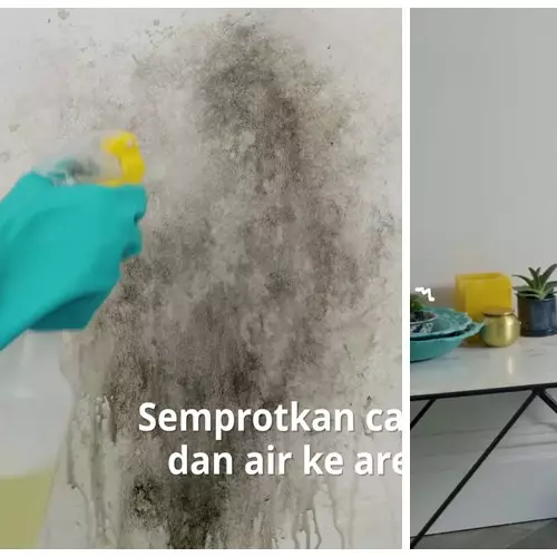 Cara membersihkan lumut dan jamur di tembok tanpa dicat ulang, cukup semprotkan 1 bahan sederhana ini