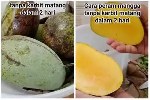 Tanpa karbit atau kardus, ini trik memeram mangga agar matang sempurna dan tak busuk dalam 2 hari