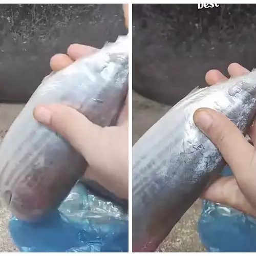Trik simpel biar ikan tongkol tak amis saat diolah dan tak gatal dikonsumsi, cuma pakai tangan kosong