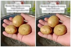 Cara mudah mengukus kentang agar cepat matang meski tanpa panci kukus atau saring