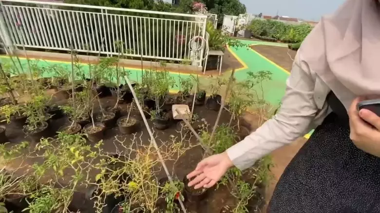 rooftop Yusuf Mansur kebun sayur © YouTube
