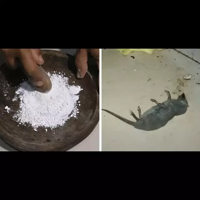 Trik mudah mencegah tikus datang ke dapur dan tempat penyimpanan makanan ini cuma pakai 1 bumbu dapur