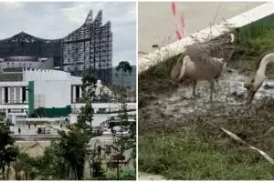 9 Potret kondisi IKN di tengah kabar anggaran diblokir, mangkrak, kini jadi 'rumah' bebek