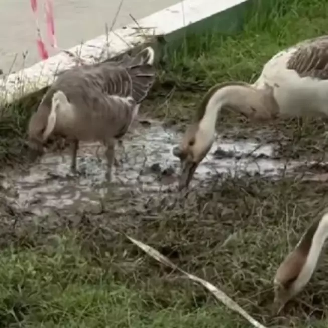 9 Potret kondisi IKN di tengah kabar anggaran diblokir, mangkrak, kini jadi 'rumah' bebek