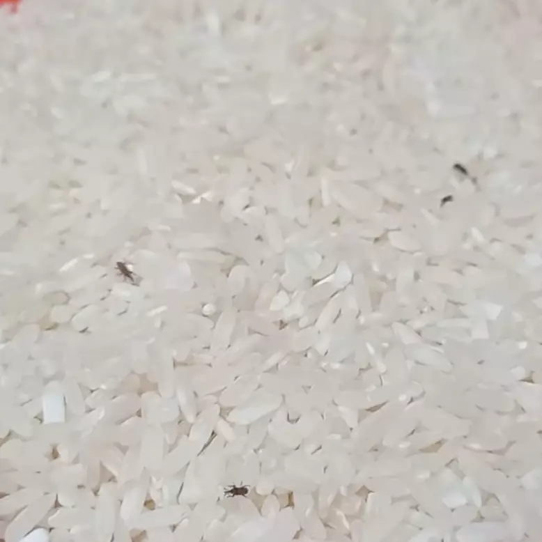 Beras banyak kutu? Ikuti 5 trik ini agar bersih tanpa harus membuangnya