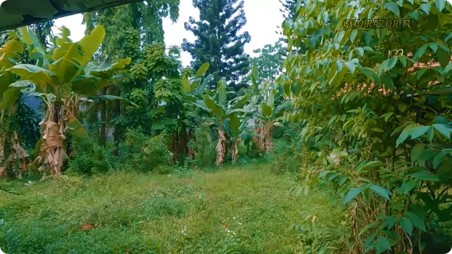 Rumah Asmuni © 2024 YouTube