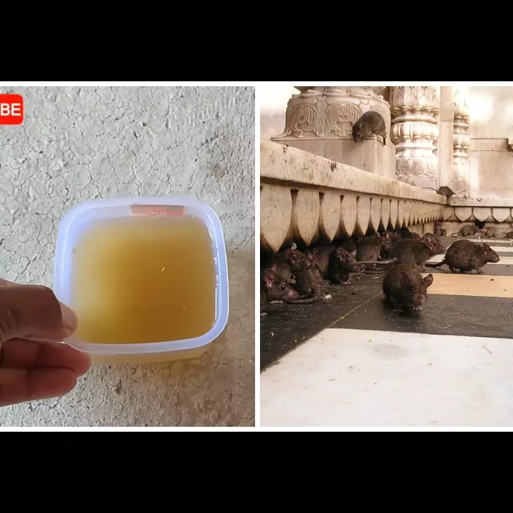 Trik ampuh mencegah tikus masuk ke dapur tanpa bikin perangkap, cuma pakai 1 bahan dapur