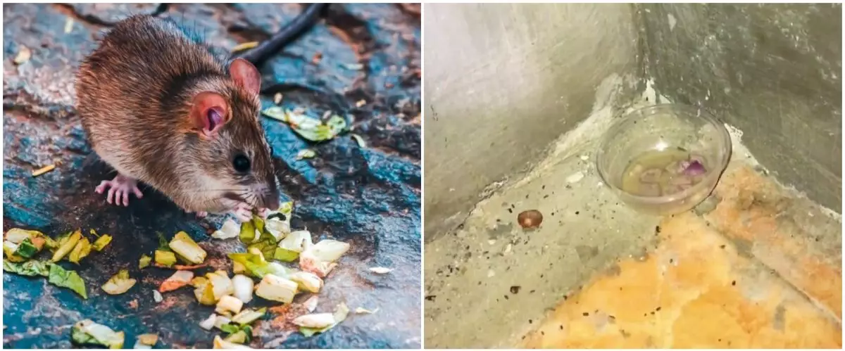 Trik mudah usir tikus di rumah tanpa perangkap, cuma pakai dua bumbu dapur, hewan pengerat auto ngacir