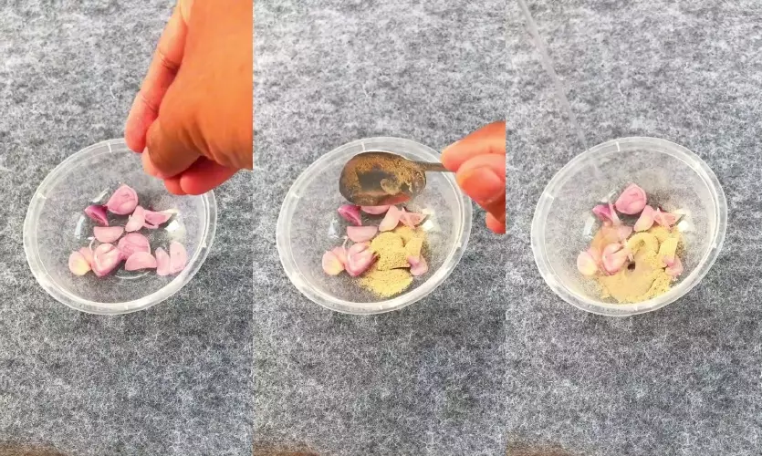 Trik usir tikus di rumah tanpa perangkap © berbagai sumber Trik usir tikus di rumah tanpa perangkap © berbagai sumber