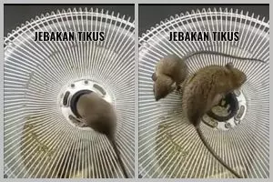 Trik menangkap tikus tanpa racun atau jebakan besi, ampuh pakai 1 bahan dapur