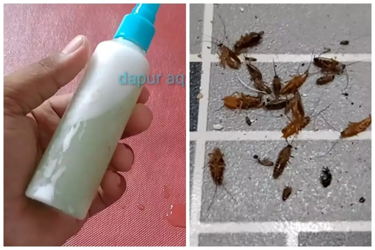 Trik ampuh membasmi kecoak tanpa perangkap, alami cuma pakai 1 bumbu dapur