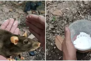 Jangan pakai racun, trik mudah basmi tikus di rumah, pakai tambahan 1 bumbu dapur, bikinnya semenit
