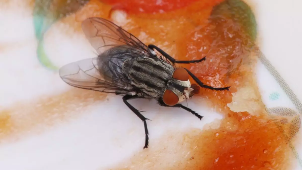 Rahasia alami, cara mengusir lalat dari meja makan andalkan daun buah-buahan ini