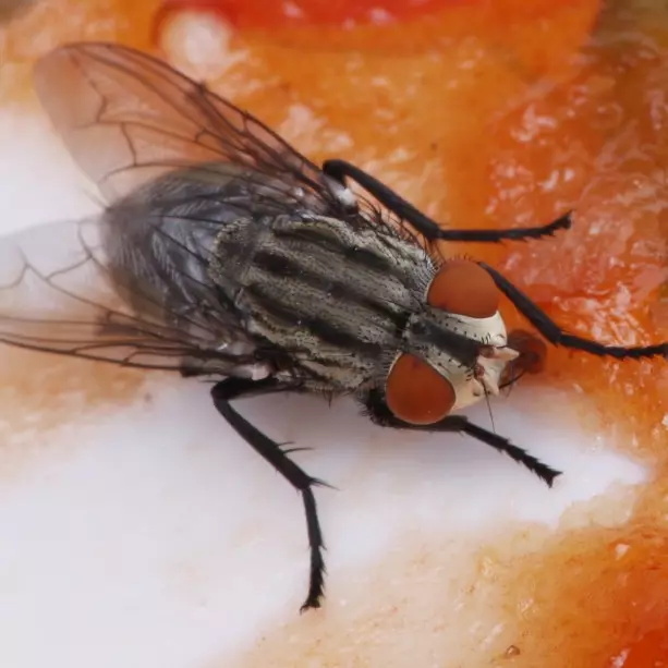 Rahasia alami, cara mengusir lalat dari meja makan andalkan daun buah-buahan ini 