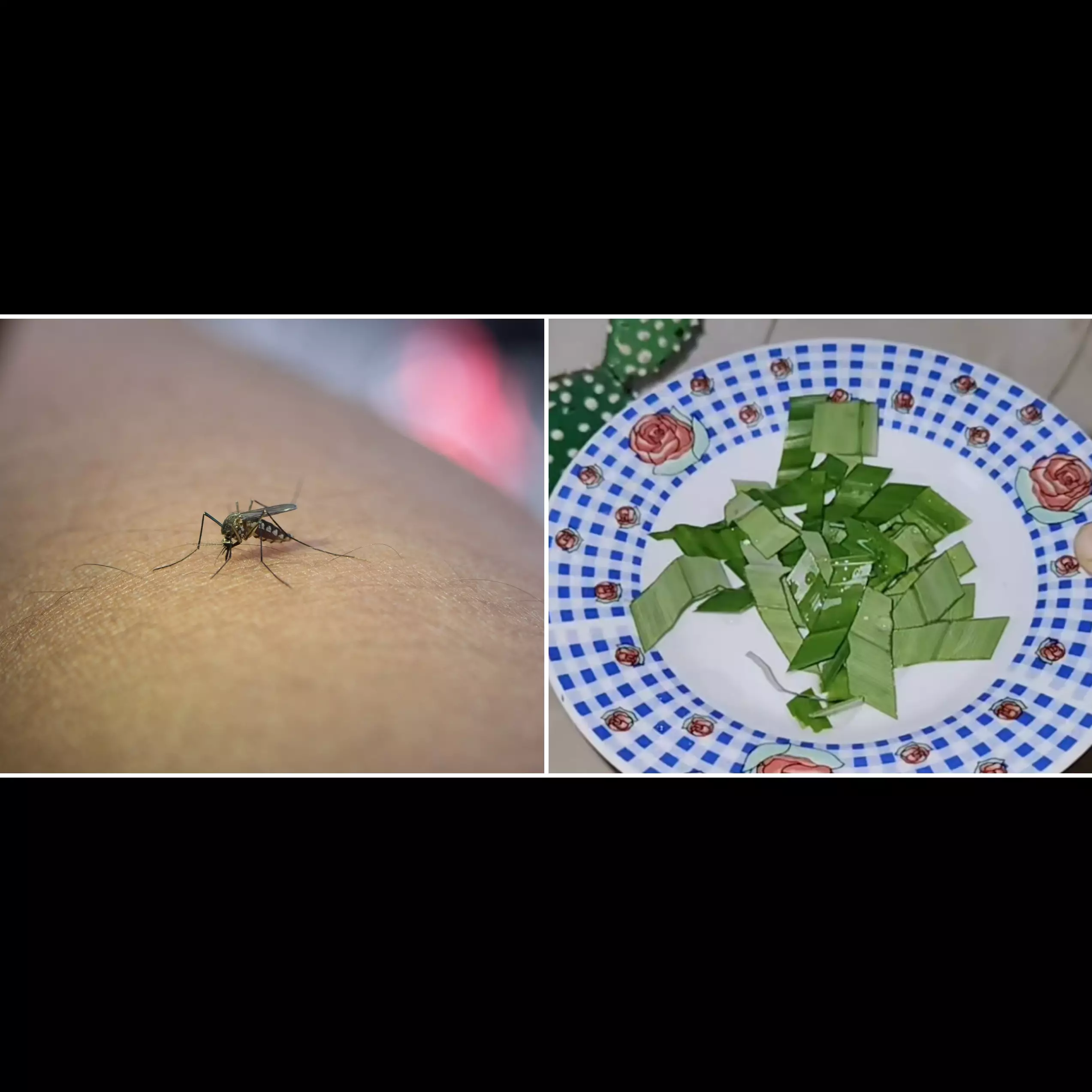 Tak harus bahan kimia, trik usir nyamuk secara alami andalkan 1 jenis daun dan 2 bahan sederhana