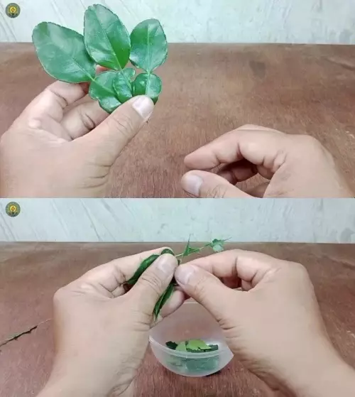 usir tikus pakai rempah daun © YouTube usir tikus pakai rempah daun © YouTube