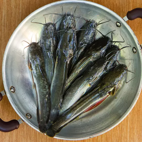 Cara mudah menghilangkan lendir pada ikan lele agar masakan lebih lezat andalkan bahan dapur