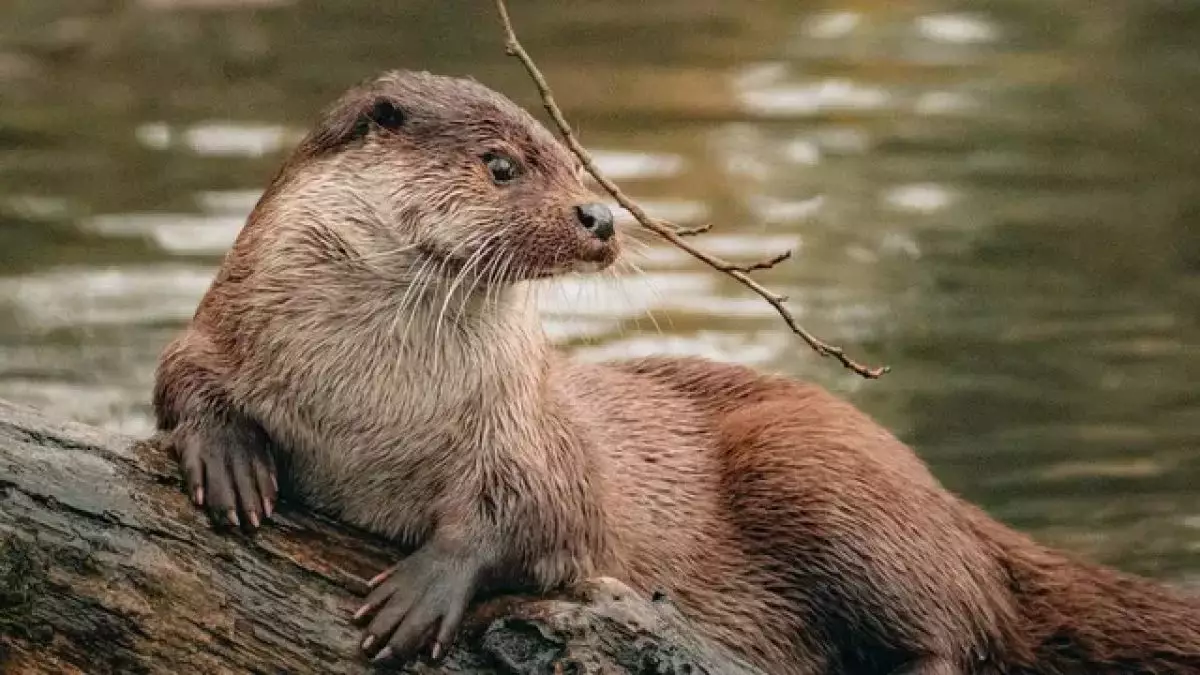 Bahaya gigitan berang-berang sampai bikin Hotman Paris dilarikan ke rumah sakit di Singapura