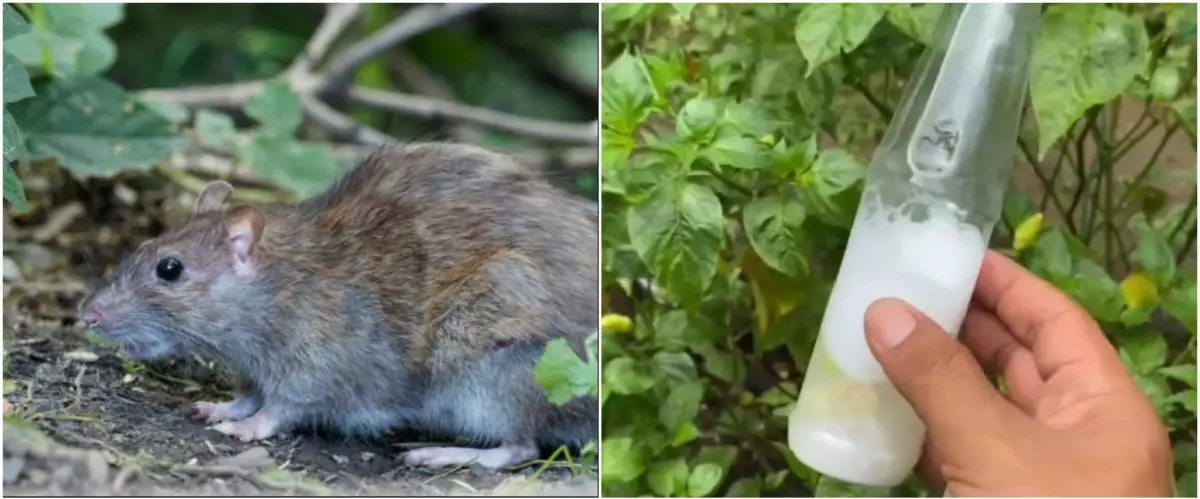 Cuma pakai ramuan 2 bahan dapur, ini trik ampuh bikin tikus kabur dari persembunyian di rumah