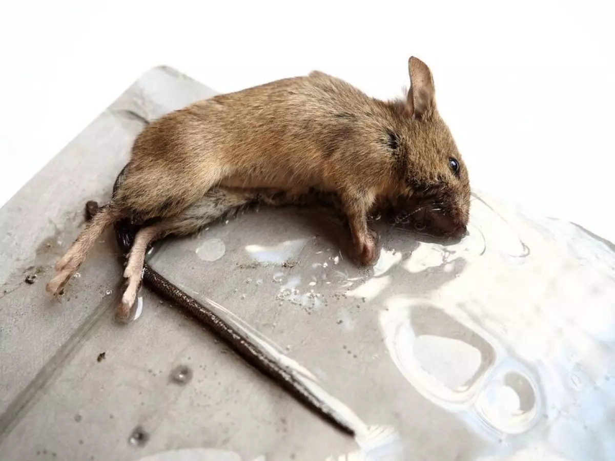 Trik mudah mengusir tikus agar tidak masuk rumah tak perlu perangkap, cuma tambah 1 bahan minuman