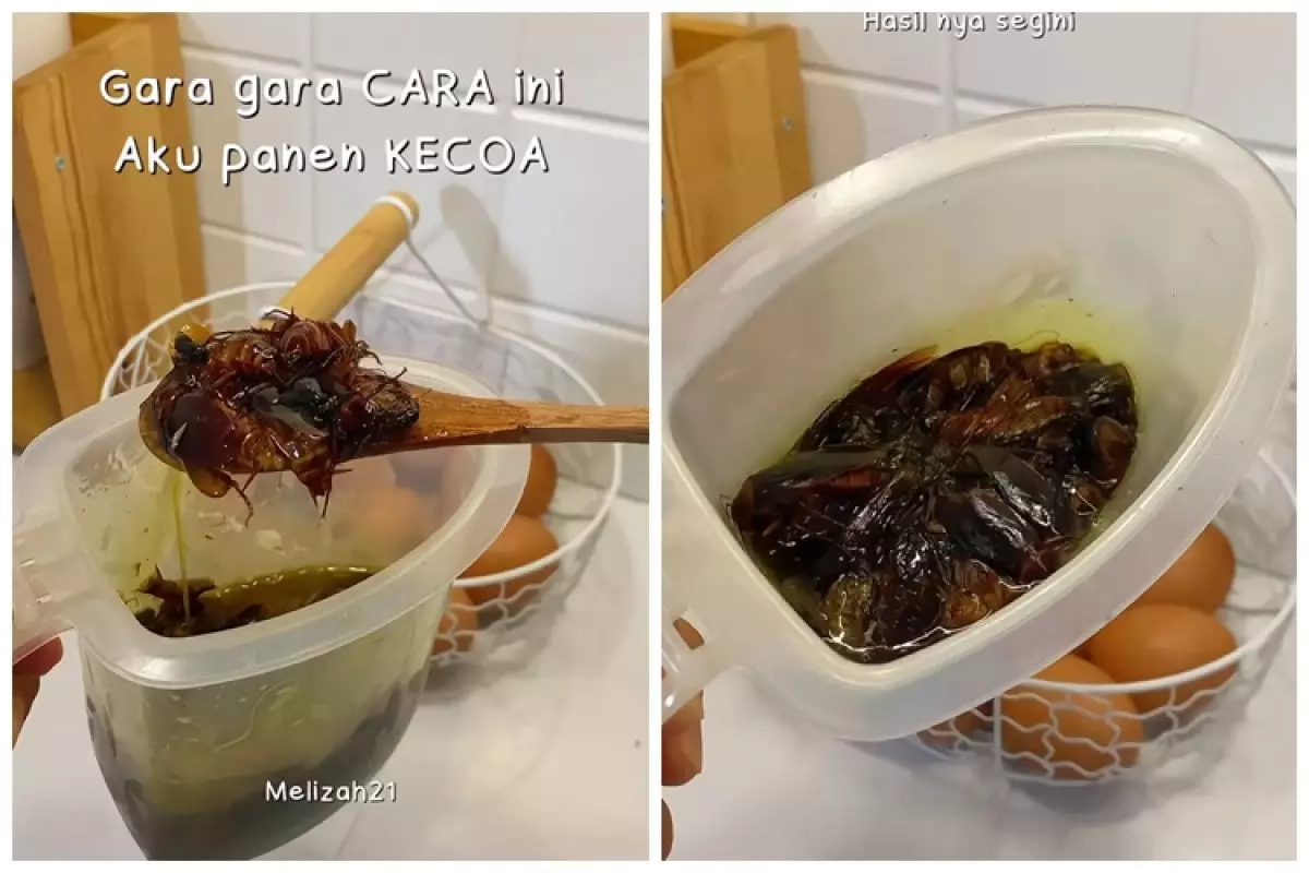 Cara ampuh basmi kecoak di dapur tanpa racikan atau semprotan khusus, cuma pakai 1 ampas dapur
