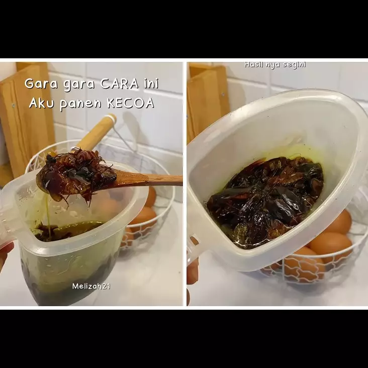 Cara ampuh basmi kecoak di dapur tanpa racikan atau semprotan khusus, cuma pakai 1 ampas dapur