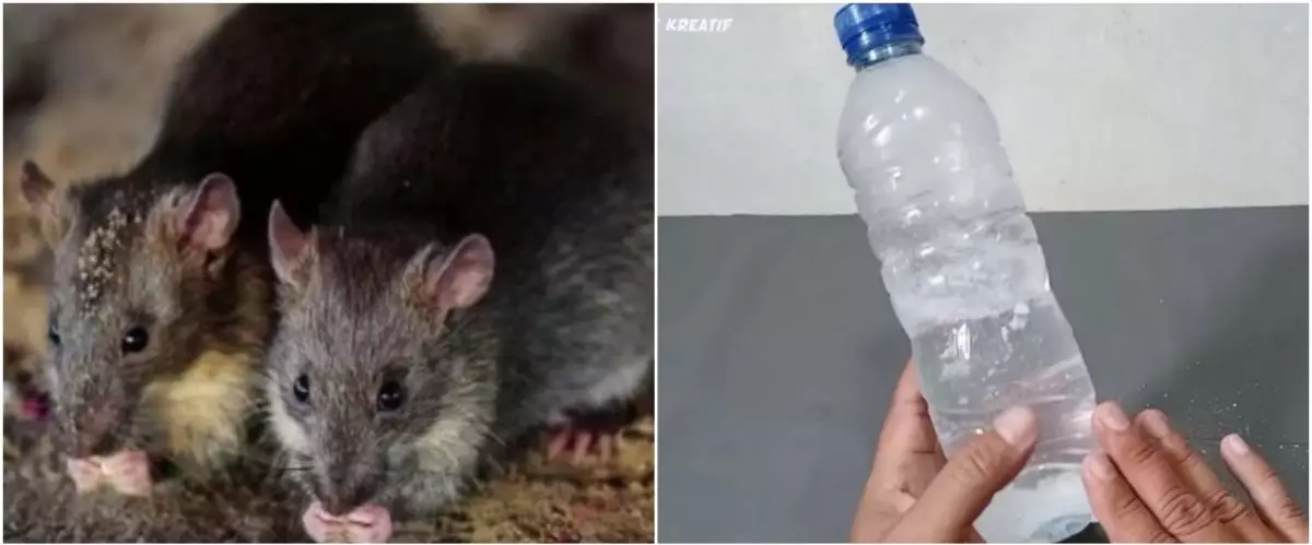 Trik jitu mencegah tikus masuk ke rumah tanpa perangkap dan racun, cuma pakai 1 bumbu masak auto kabur