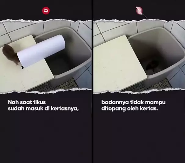 perangkap tikus pakai kertas  © 2025 TikTok