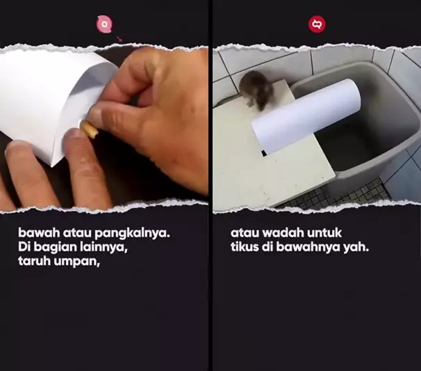 perangkap tikus pakai kertas  © 2025 TikTok