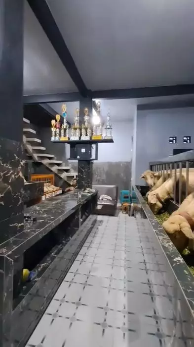rumah estetik jadi kandang kambing TikTok rumah estetik jadi kandang kambing TikTok