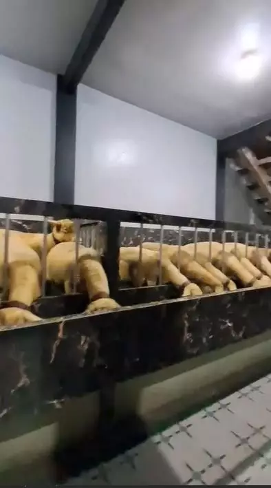 rumah estetik jadi kandang kambing TikTok rumah estetik jadi kandang kambing TikTok